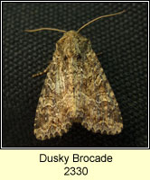 Dusky Brocade, Apamea remissa