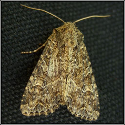 Dusky Brocade, Apamea remissa