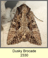 Dusky Brocade, Apamea remissa