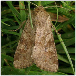 Rustic Shoulder-knot, Apamea sordens