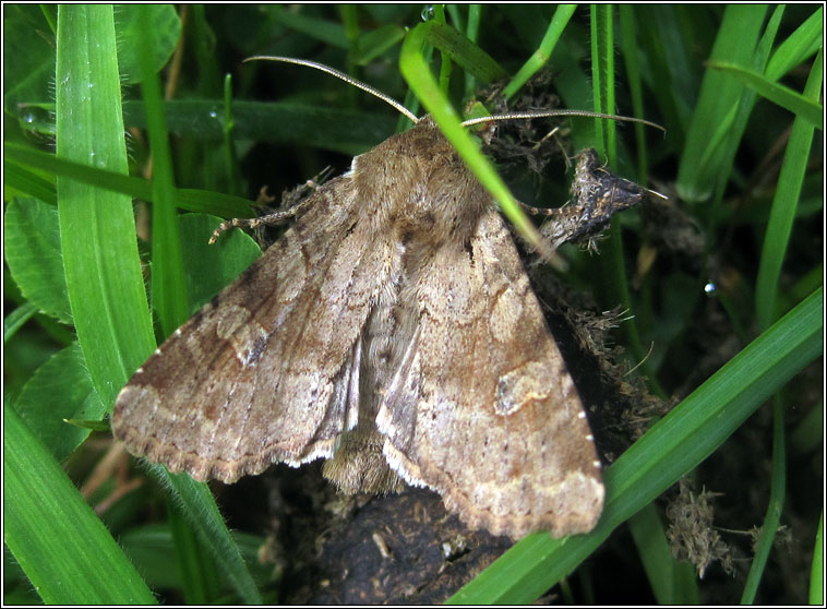 Rustic Shoulder-knot, Apamea sordens