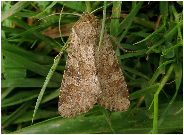 Rustic Shoulder-knot, Apamea sordens