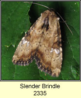 Slender Brindle, Apamea scolopacina