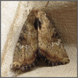 Slender Brindle, Apamea scolopacina