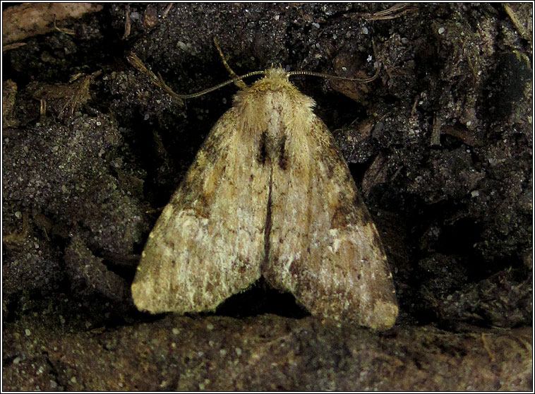 Slender Brindle, Apamea scolopacina