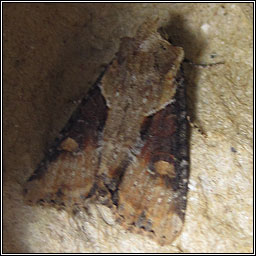 Double-lobed, Apamea ophiogramma