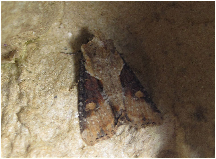 Double-lobed, Apamea ophiogramma