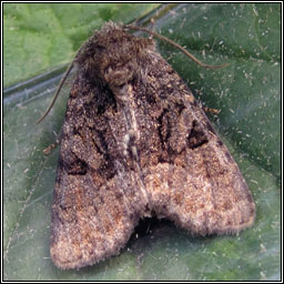 Marbled Minor agg, Oligia strigilis agg