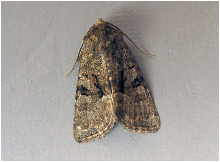 Marbled Minor agg, Oligia strigilis agg