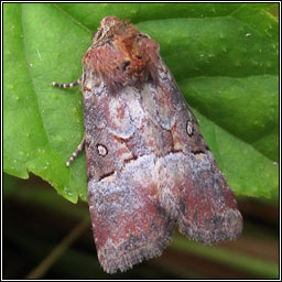 Rosy Minor, Litoligia literosa