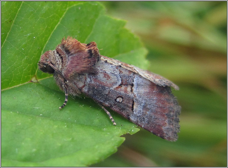 Rosy Minor, Litoligia literosa