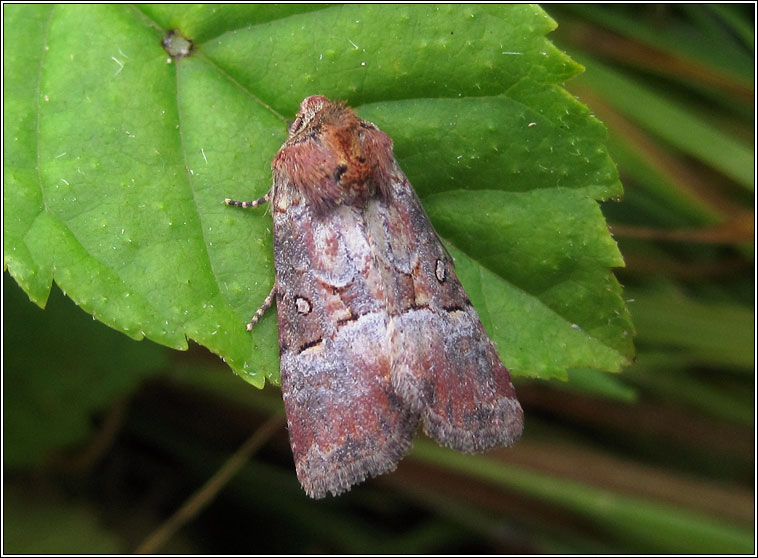 Rosy Minor, Litoligia literosa