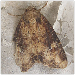 Common Rustic, Mesapamea secalis