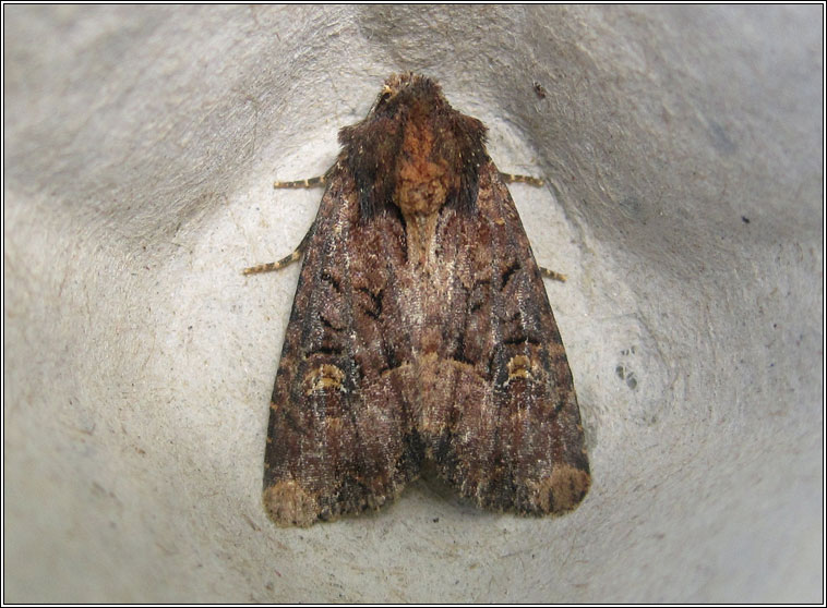 Common Rustic, Mesapamea secalis