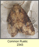 Common Rustic, Mesapamea secalis