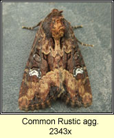 Common Rustic agg, Mesapamea secalis agg