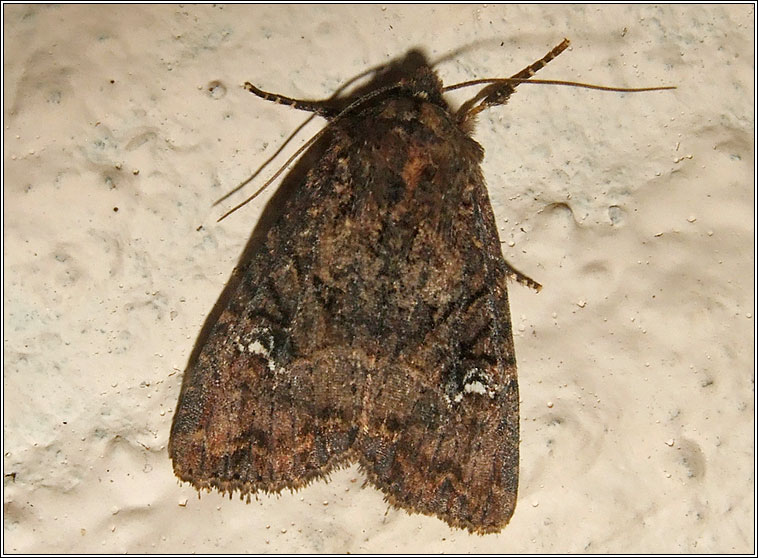 Common Rustic agg, Mesapamea secalis agg