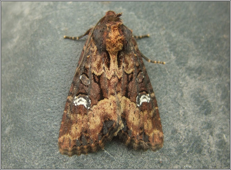 Common Rustic agg, Mesapamea secalis agg