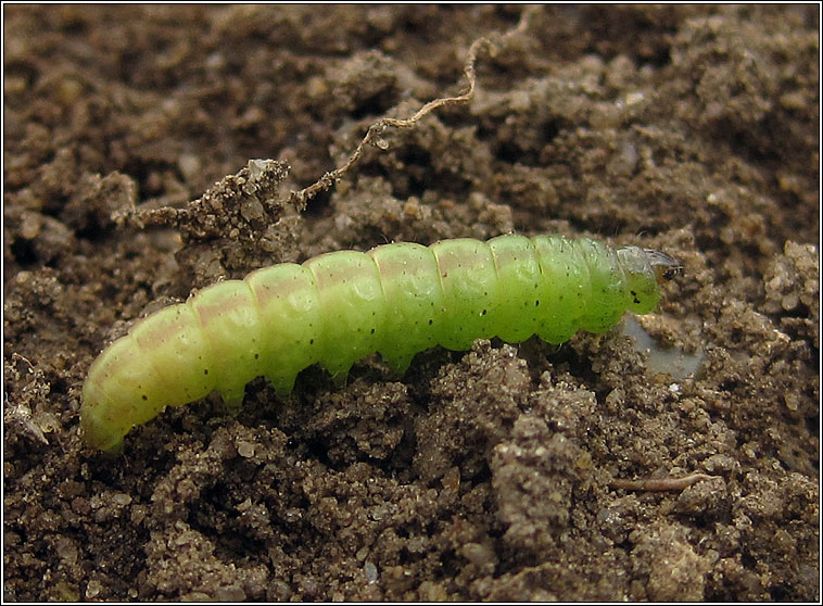 Common Rustic agg, Mesapamea secalis agg