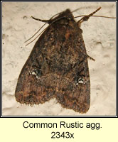 Common Rustic agg, Mesapamea secalis agg