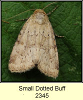 Small Dotted Buff, Photedes minima