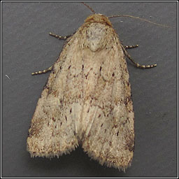 Small Dotted Buff, Photedes minima