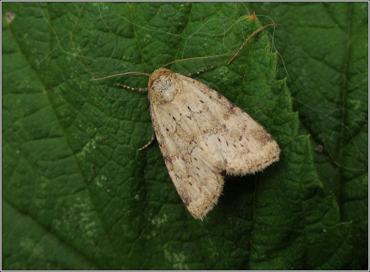 Small Dotted Buff, Photedes minima