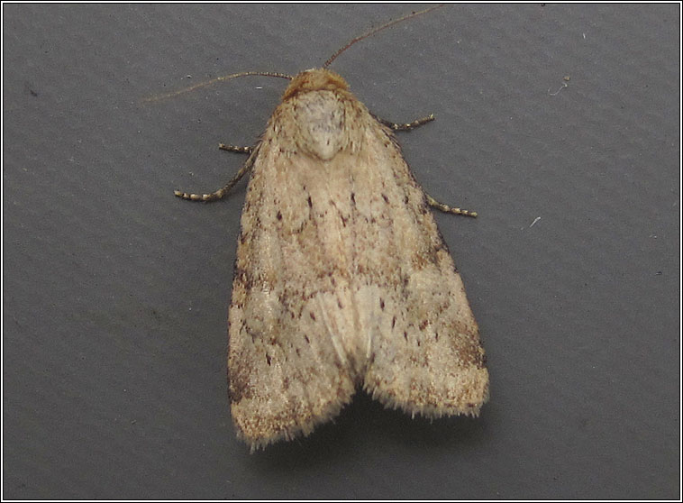 Small Dotted Buff, Photedes minima