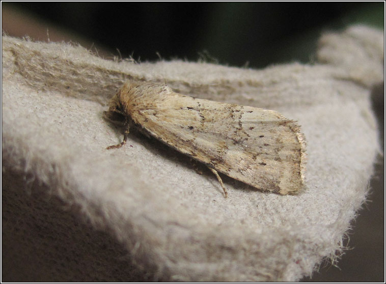 Small Dotted Buff, Photedes minima