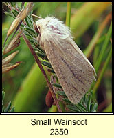 Small Wainscot, Chortodes pygmina