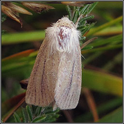 Small Wainscot, Chortodes pygmina