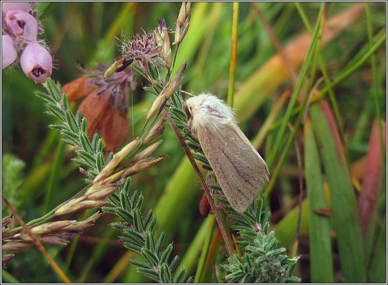 Small Wainscot, Chortodes pygmina