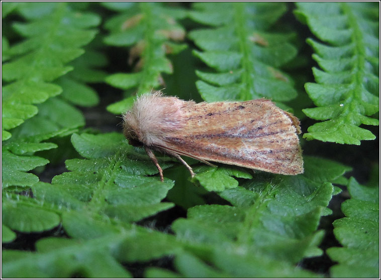 Small Wainscot, Chortodes pygmina