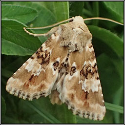 Dusky Sallow, Eremobia ochroleuca