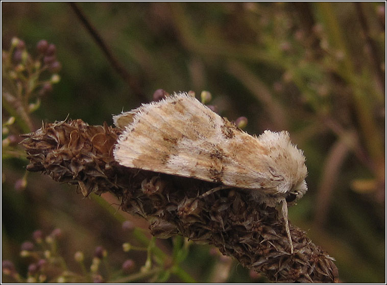 Dusky Sallow, Eremobia ochroleuca