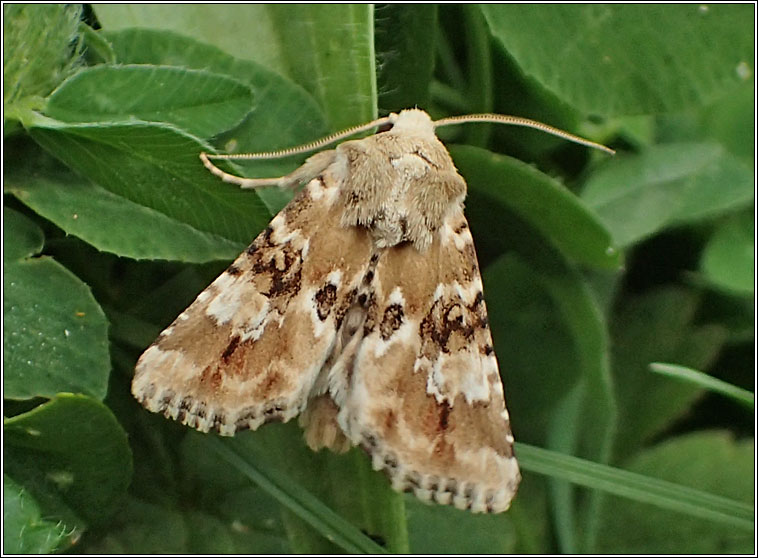 Dusky Sallow, Eremobia ochroleuca