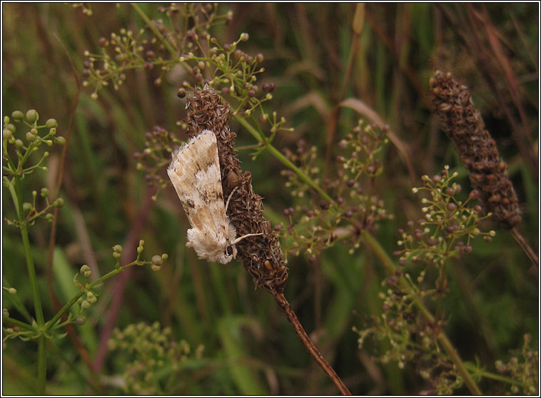 Dusky Sallow, Eremobia ochroleuca