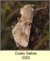 Dusky Sallow, Eremobia ochroleuca