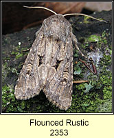 Flounced Rustic, Luperina testacea