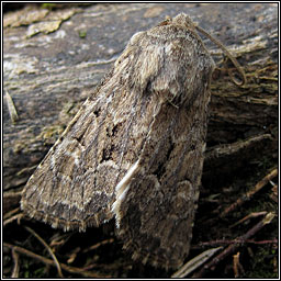 Flounced Rustic, Luperina testacea