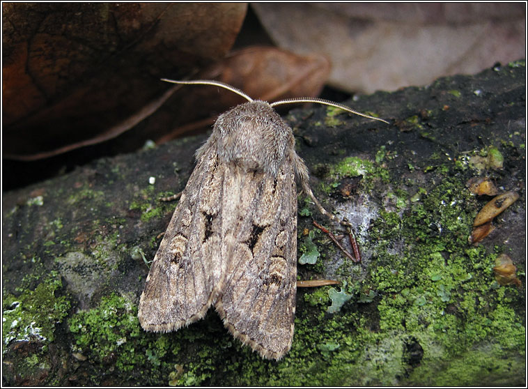 Flounced Rustic, Luperina testacea