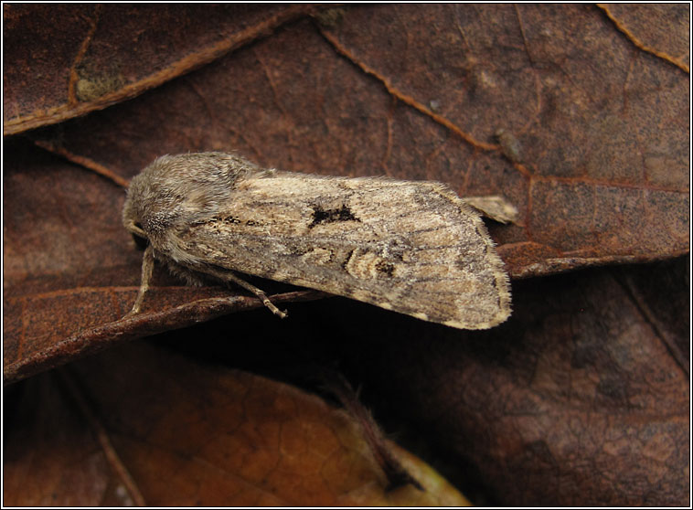 Flounced Rustic, Luperina testacea