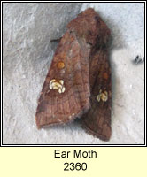 Ear Moth, Amphipoea oculea