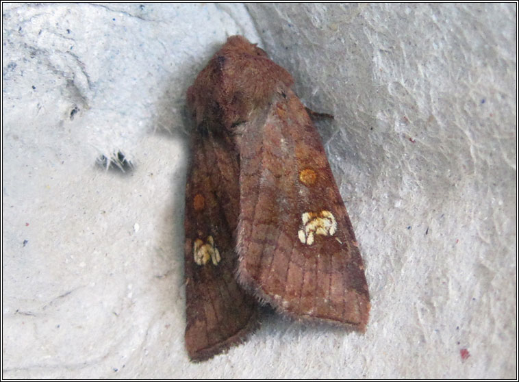 Ear Moth, Amphipoea oculea