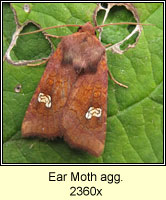 Ear Moth agg, Amphipoea oculea agg