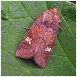 Ear Moth agg, Amphipoea oculea agg