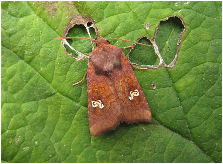 Ear Moth agg, Amphipoea oculea agg