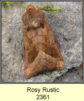 Rosy Rustic, Hydraecia micacea