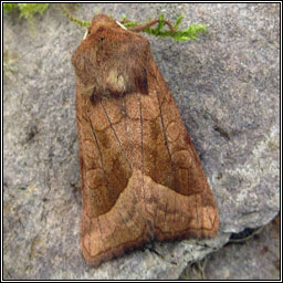 Rosy Rustic, Hydraecia micacea