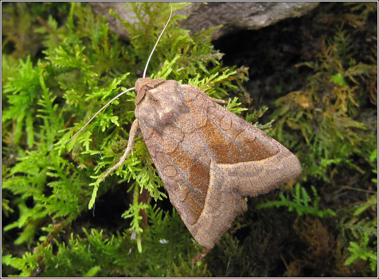 Rosy Rustic, Hydraecia micacea